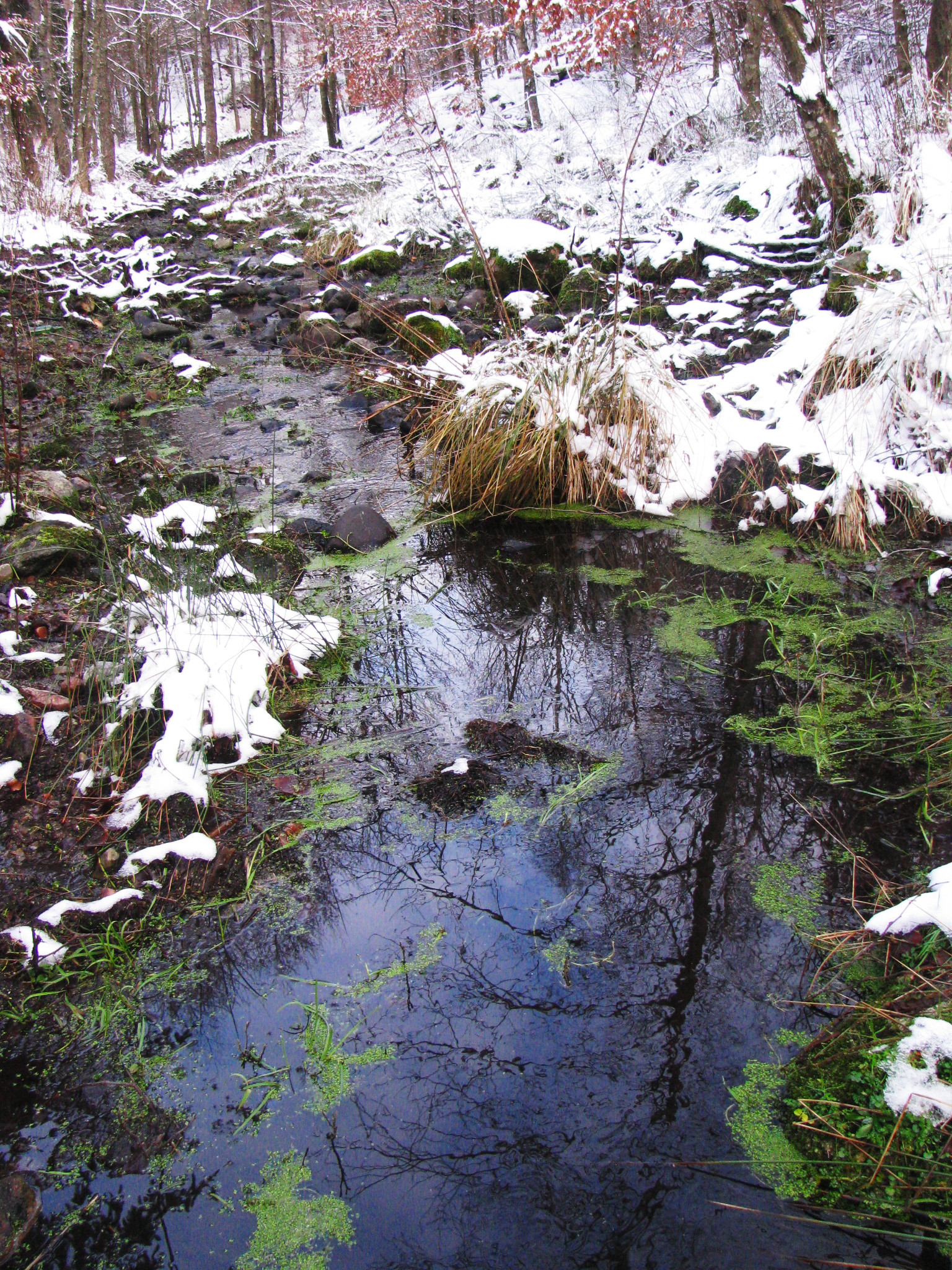 Fot. Ewa Les, naturalny źródliskowy odcinek pomorskiej rzeki IMG 8725a
